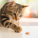 Feline Cuisine Made with Salmon & Rice Salmon 4 kg Dry Adult Cat Food
