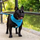 All Pets Solutions Dog Harness with Reflective Strip Blue - Medium