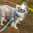 All Pets Solutions Reflective Rope Slip Dog Lead Blue - 140cm