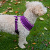 All Pet Solutions Purple Dog Harness with Reflective Strip - Small
