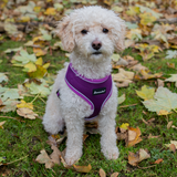 All Pet Solutions Purple Dog Harness with Reflective Strip - Small
